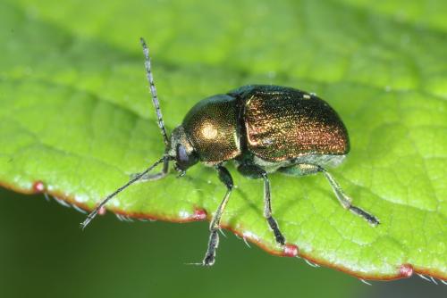 Cryptocephalus aureolus